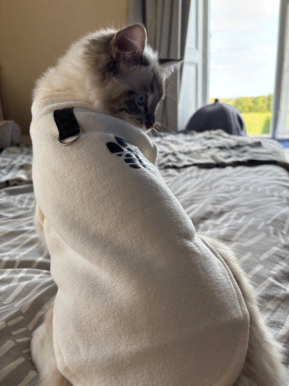 Cat Jumper