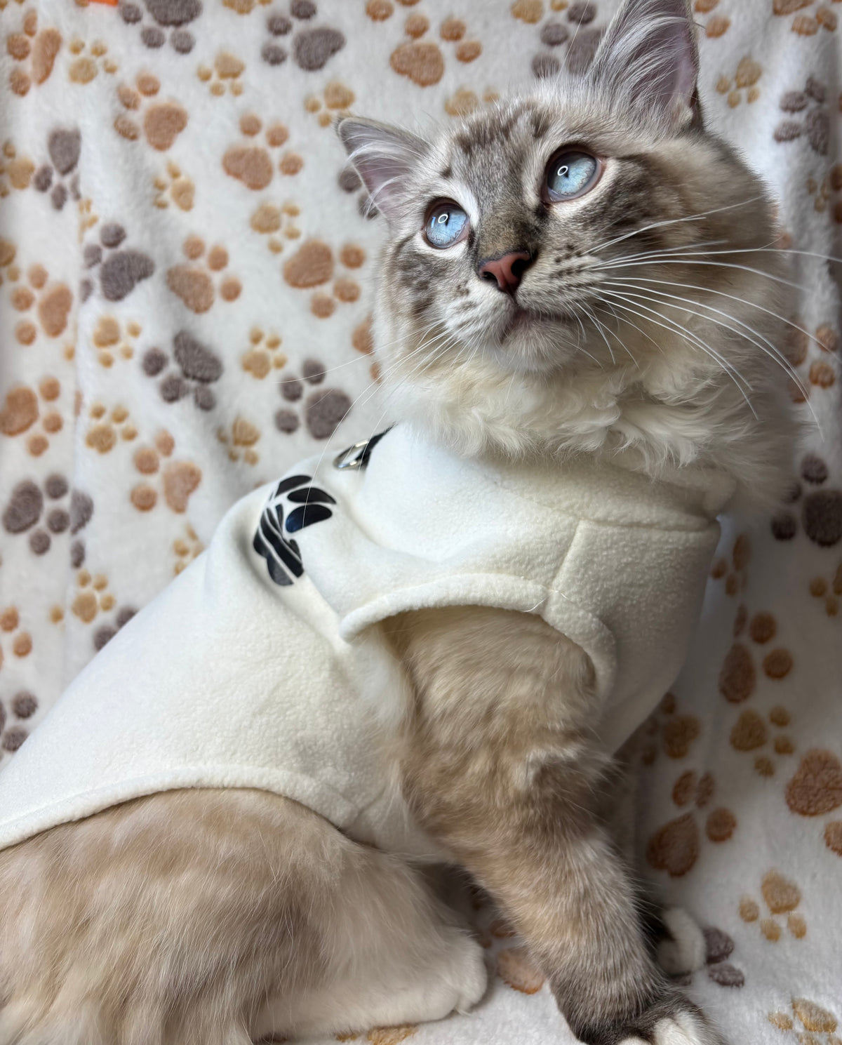 Cat Jumper