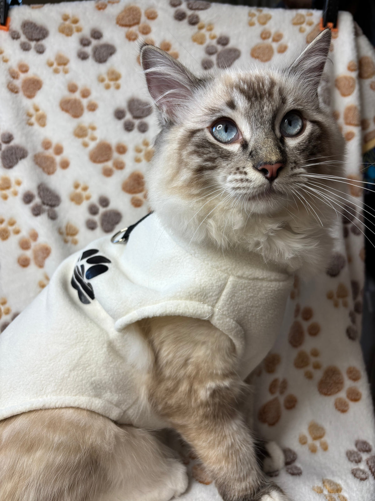 Cat Jumper