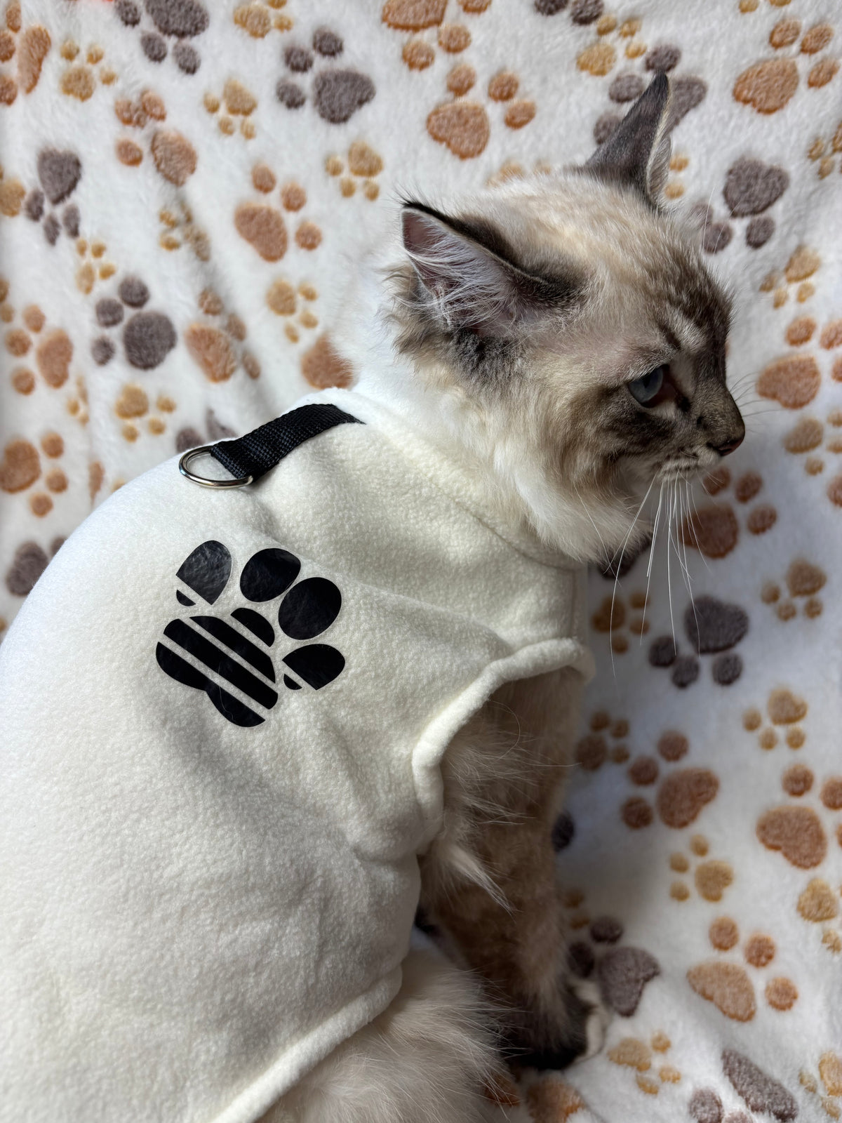 Cat Jumper