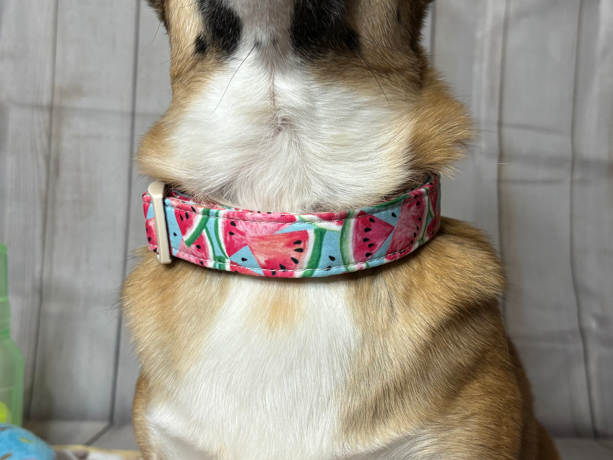 Pet Collar Watermelon Print