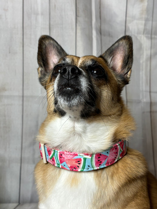 Pet Collar Watermelon Print