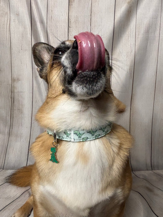 Pet Collar Dino Design